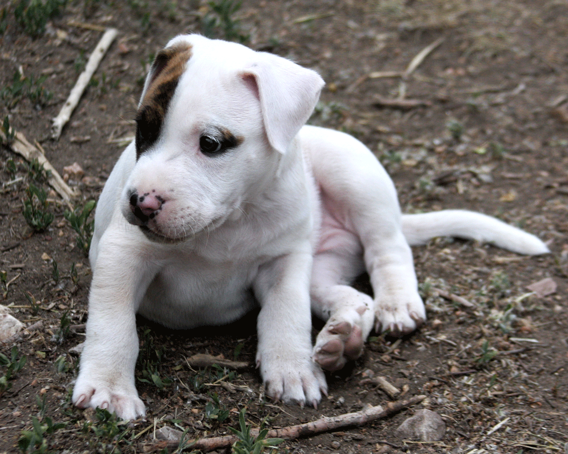 baby pit bull puppy -- photo by Beverly