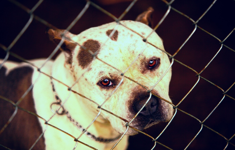 beautiful pit bull with glowing eyes -- photo by Douglas McCoy