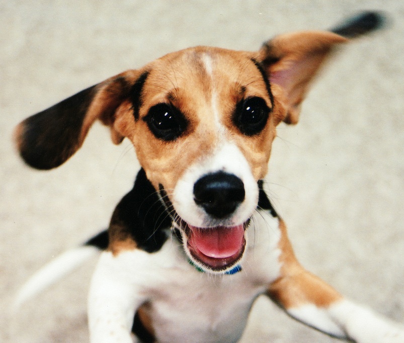 a very excited puppy