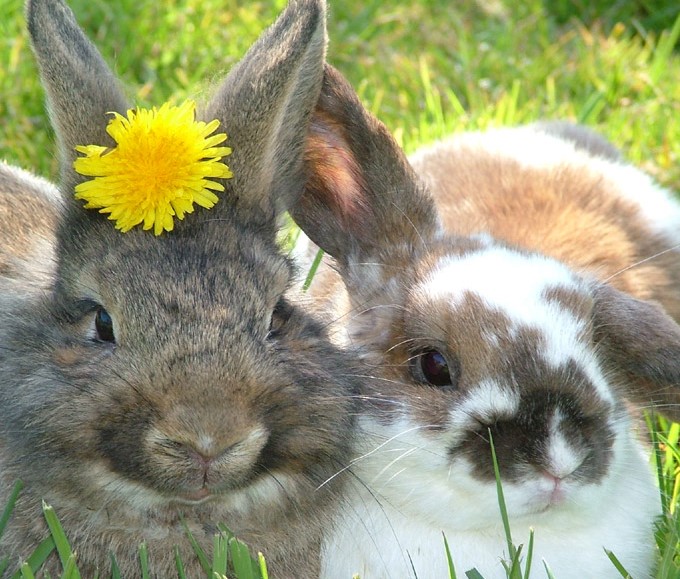 happy bunny friends