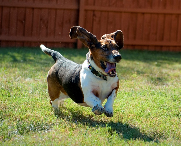 happy jumping basset hound