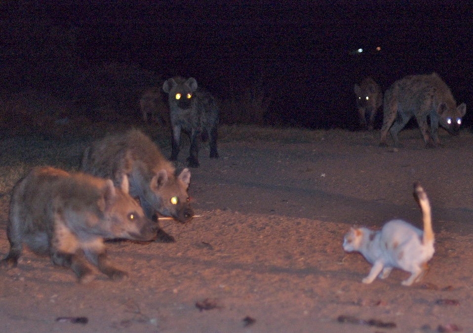 creepy hyenas surrounding a kitty