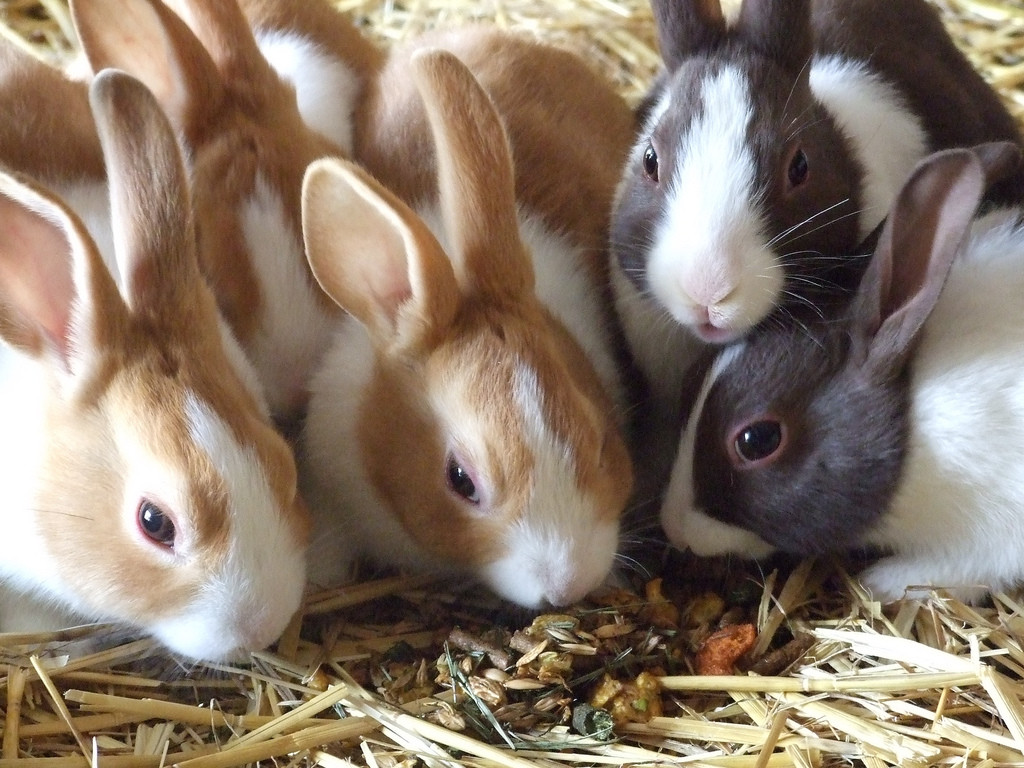 sweet young bunnies