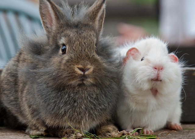 Bunny and guinea pig photo by Chris Parfitt.