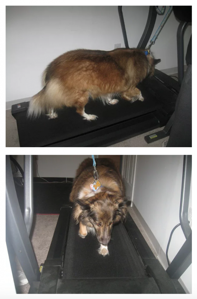 Forlorn dog on a treadmill. Photos by Jason Kasper.